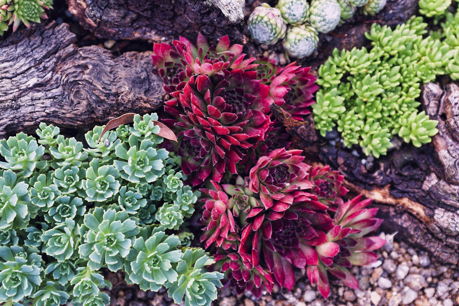 Succulents in a bark-mulched desert bed
