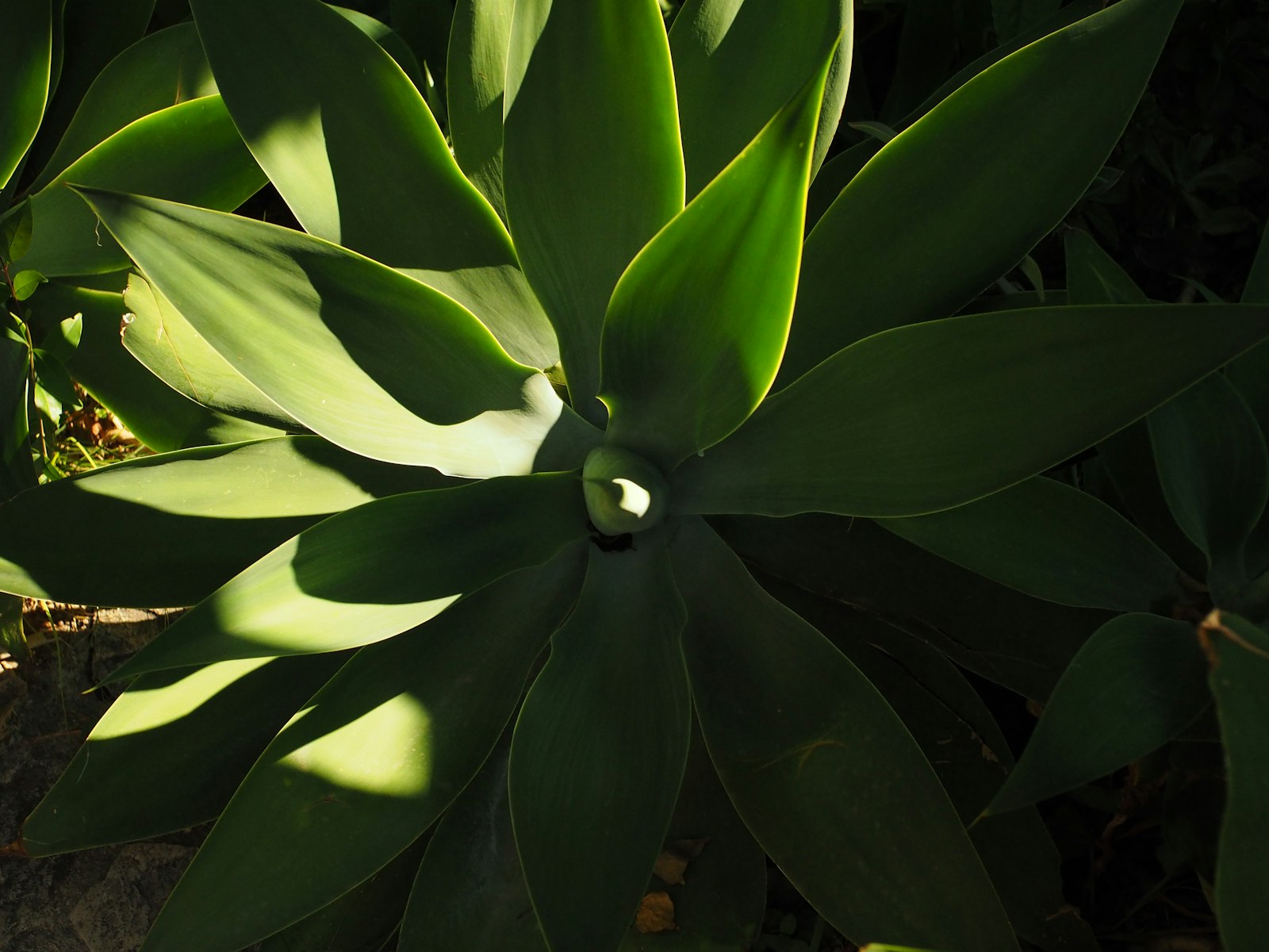 Agave leaves catching sunlight