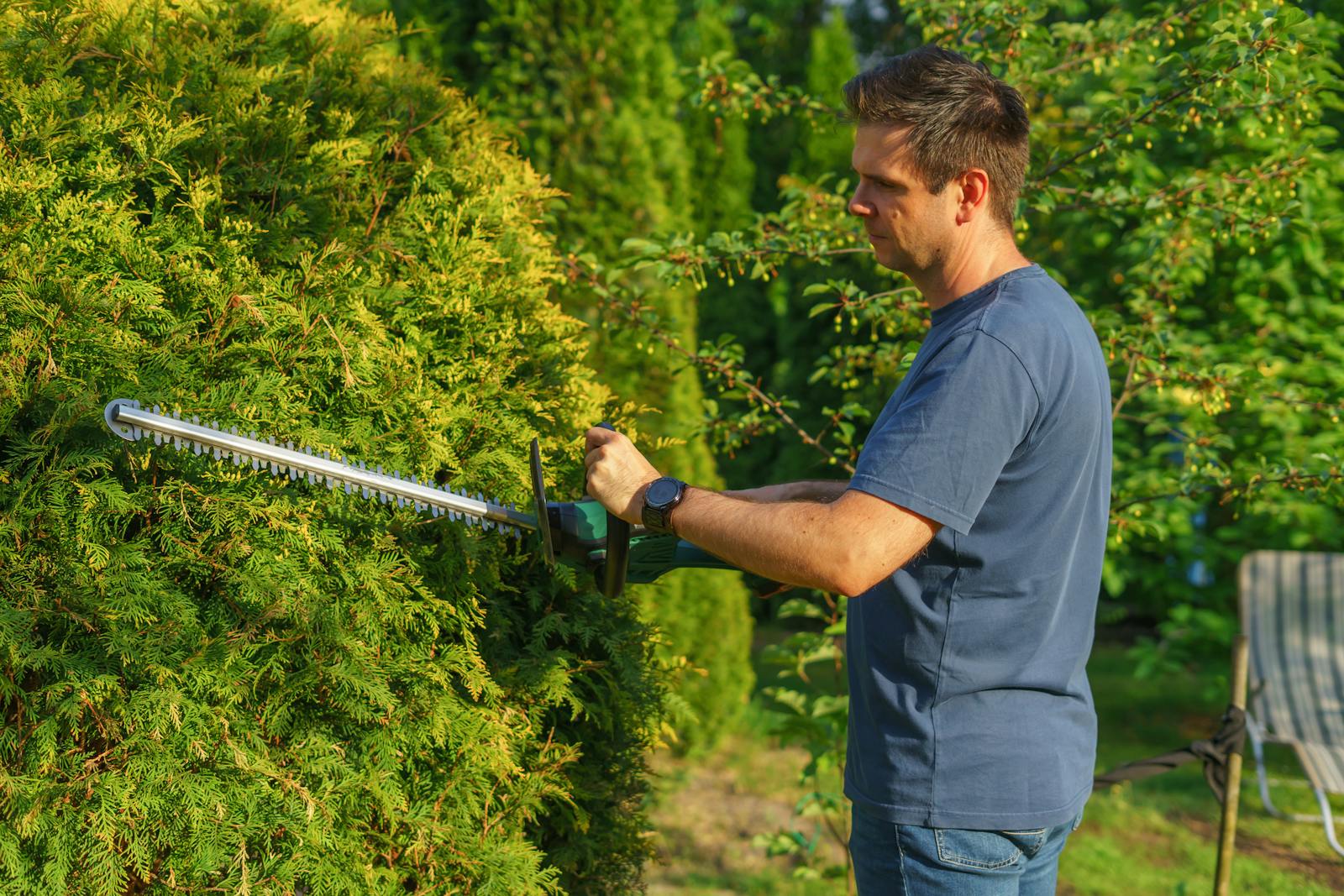 Tall arborvitae hedge being trimmed with a long-blade trimmer